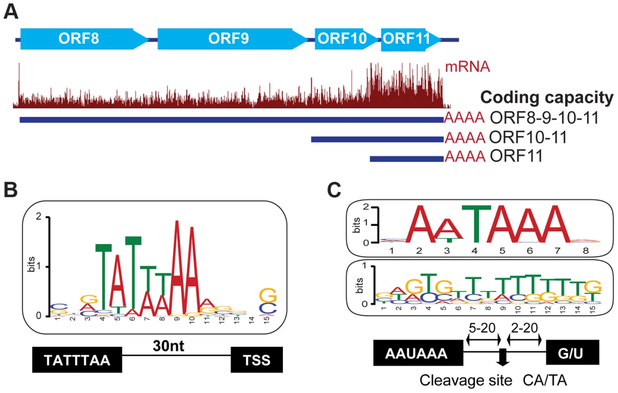 Host cis-regulatory elements are conserved in viral transcripts.