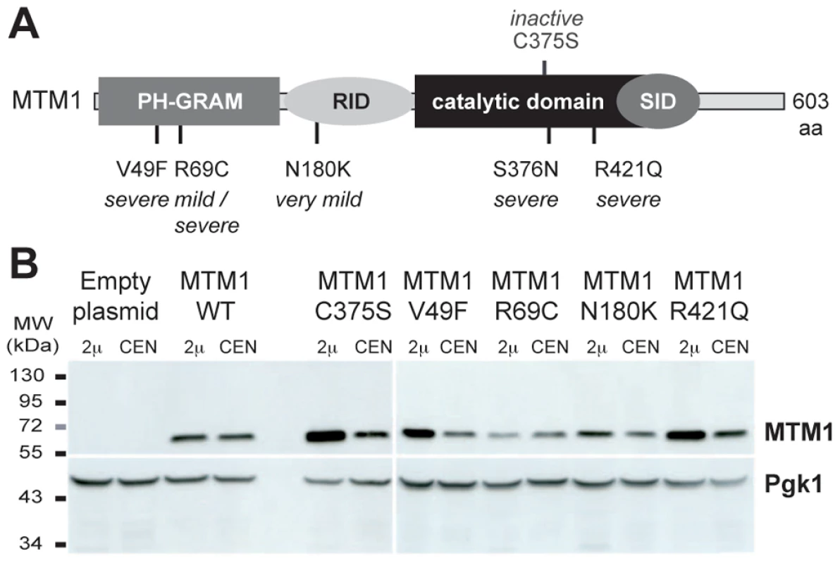 Human myotubularin expression in yeast <i>S. cerevisiae</i>.