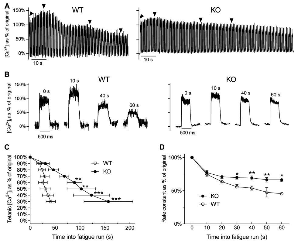 [Ca<sup>2+</sup>]<sub>i</sub> changes during fatigue in FDB fibres of WT and <i>Actn3</i> KO mice.