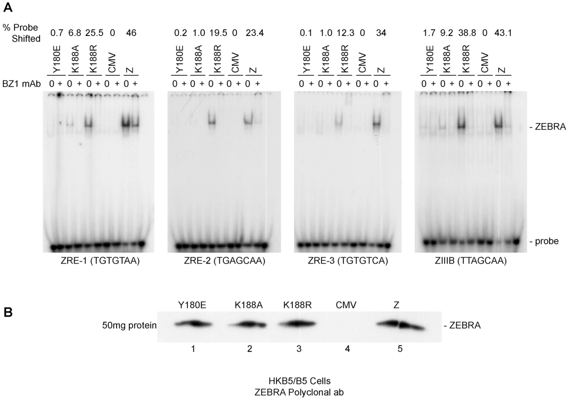 ZEBRA mutants that fail to activate viral replication are defective at binding DNA <i>in vitro</i>.