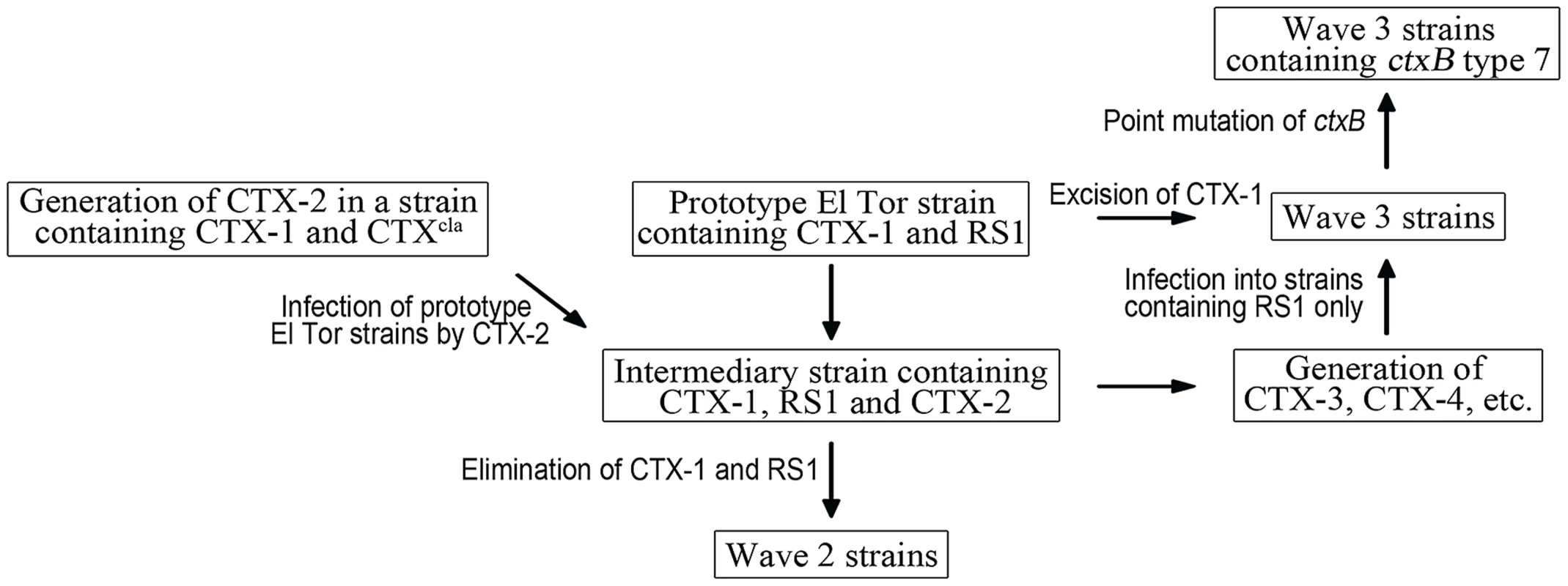 A model of the generation of Wave 2 and Wave 3 strains.