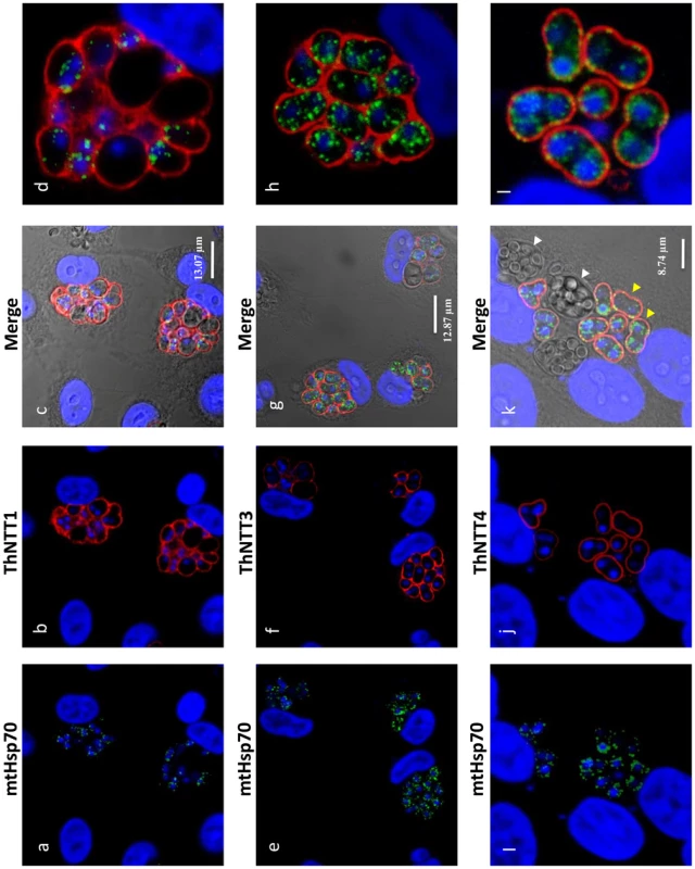 Plasma membrane localisation of ThNTT1, ThNTT3 and ThNTT4 demonstrated by fluorescence microscopy.