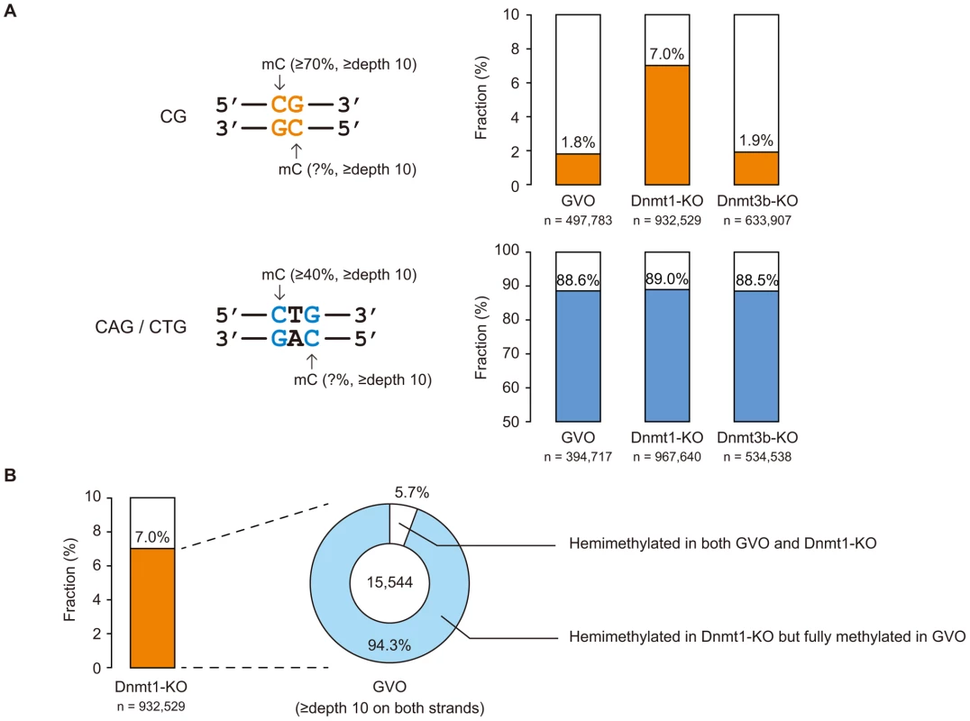 Strand asymmetry in methylation at CG and non-CG sites.