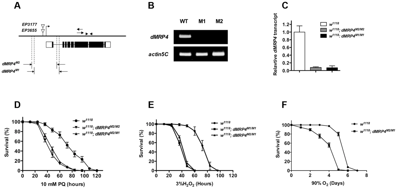 <i>dMRP4</i> is required for oxidative stress resistance.
