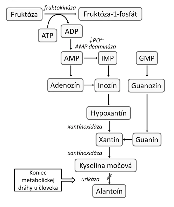 Schéma metabolizmu purínov u človeka a fruktózou indukovanej tvorby kyseliny močovej (KM). Fosforylácia fruktózy ketohexokinázou v pečeni nie je regulovaná spätnou väzbou, čo má pri vysokom príjme fruktózy za následok intracelulárnu depléciu adenozín trifosfátu (ATP) a anorganického fosfátu (PO4-). Deplécia anorganického fosfátu stimuluje adenozín monofosfát (AMP)-deaminázu, ktorá katalyzuje degradáciu AMP na inozín monofosfát (IMP) – prekurzor KM [4].
ADP: adenozín difosfát, GMP: guanozín monofosfát