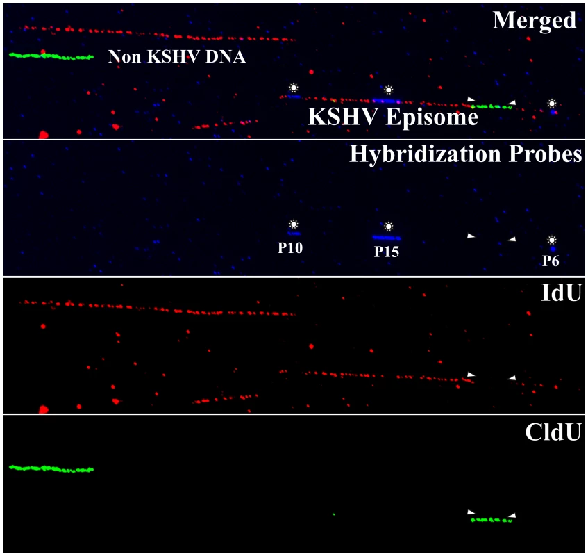 Immuno-staining and fluorescent hybridization of individual KSHV episomes.