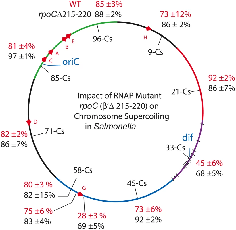 An RpoC mutant that slows transcription and mimics the stringent response in the absence of ppGpp causes global increases in resolution efficiency in the <i>Salmonella</i> chromosome.