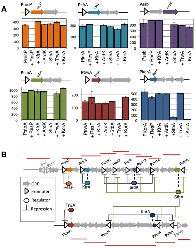 Negative feedbacks and topology of plasmid R388 transcriptional network.