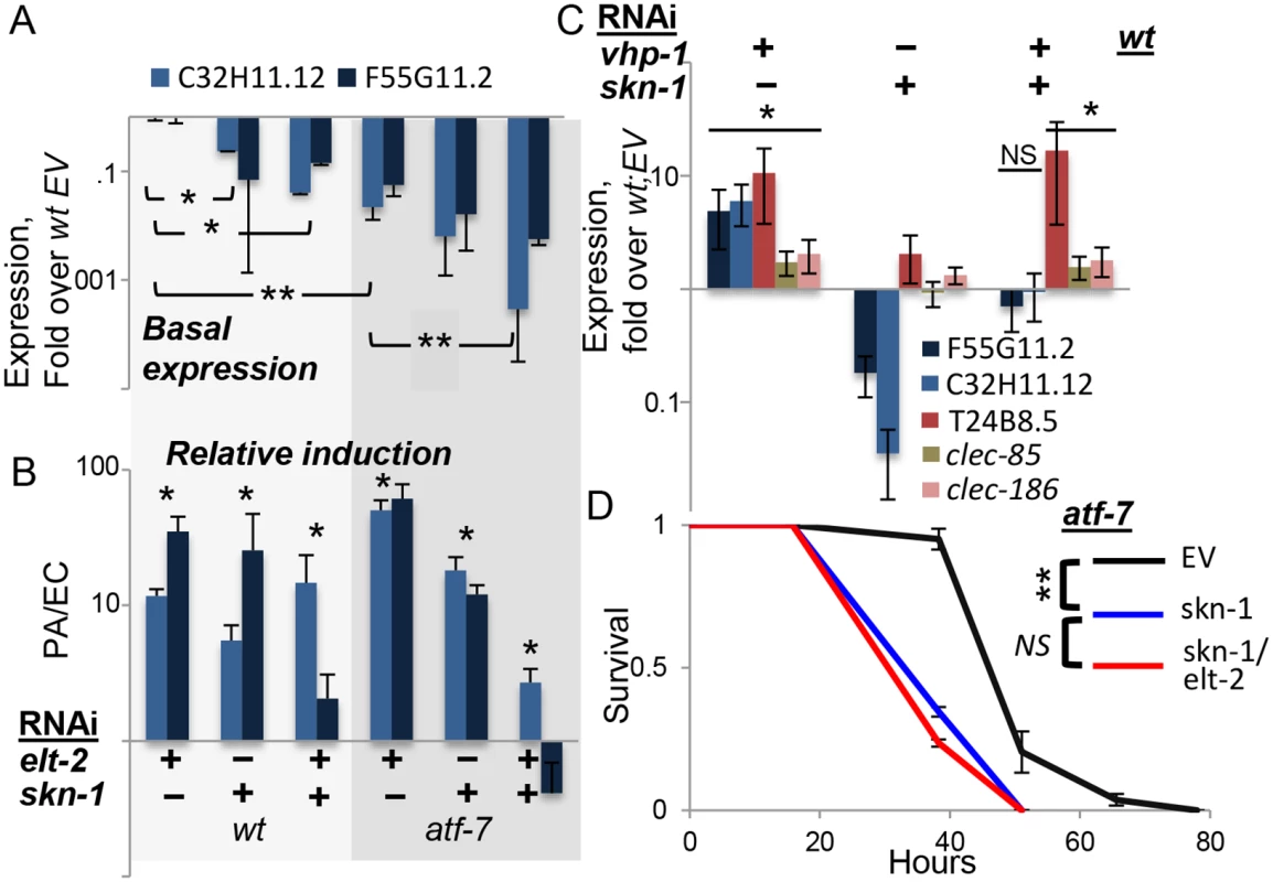 <i>skn-1</i> co-regulates gene expression with <i>atf-7</i> and <i>elt-2</i>.