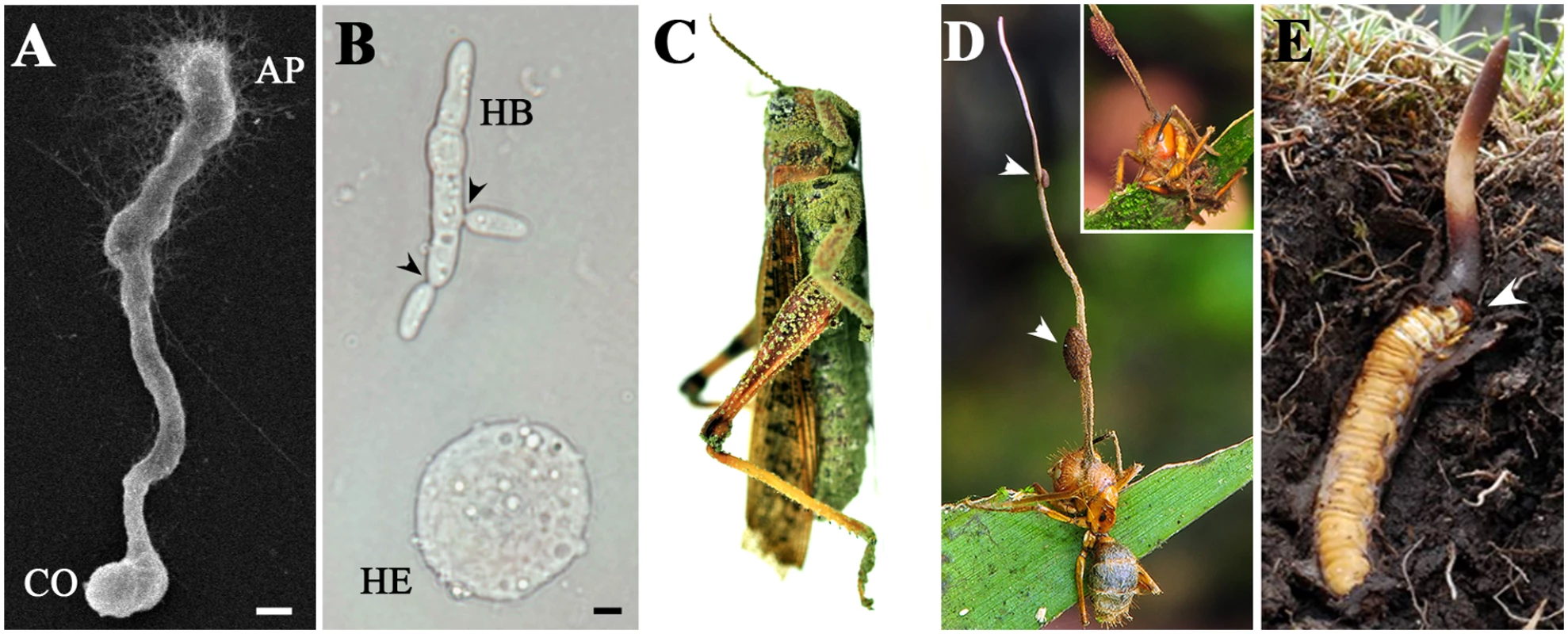 Micro- and macrophenotypes related to fungal infection and colonization of insect hosts.