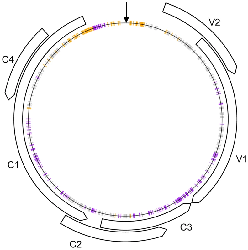 Schematic representation of the recombinant genomes indicating nucleotide positions at which more than expected <i>Tomato yellow leaf curl virus</i> (TYX; orange) or <i>Tomato leaf curl Comoros virus</i> (TOX; purple) derived nucleotides are found (<i>p</i>-value&lt;0.001) under the assumption of random recombination.