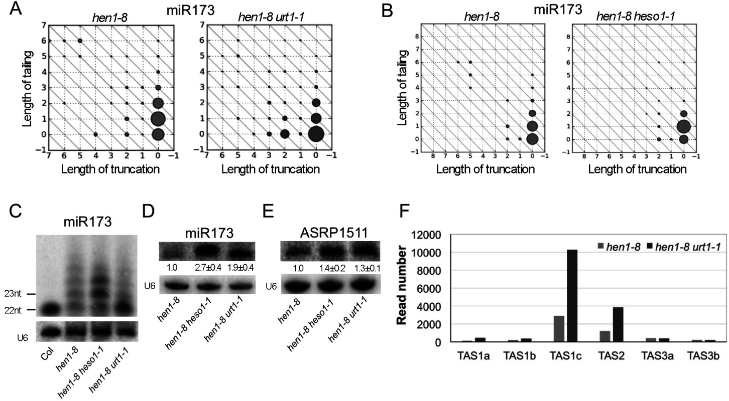 Sequential tailing of miR173 in <i>hen1</i> by URT1 and HESO1 and its impacts on ta-siRNA biogenesis.