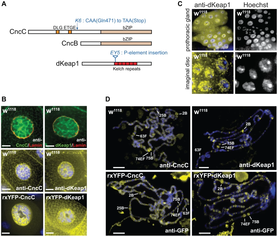 CncC and dKeap1 subcellular localization and polytene chromosome occupancy.