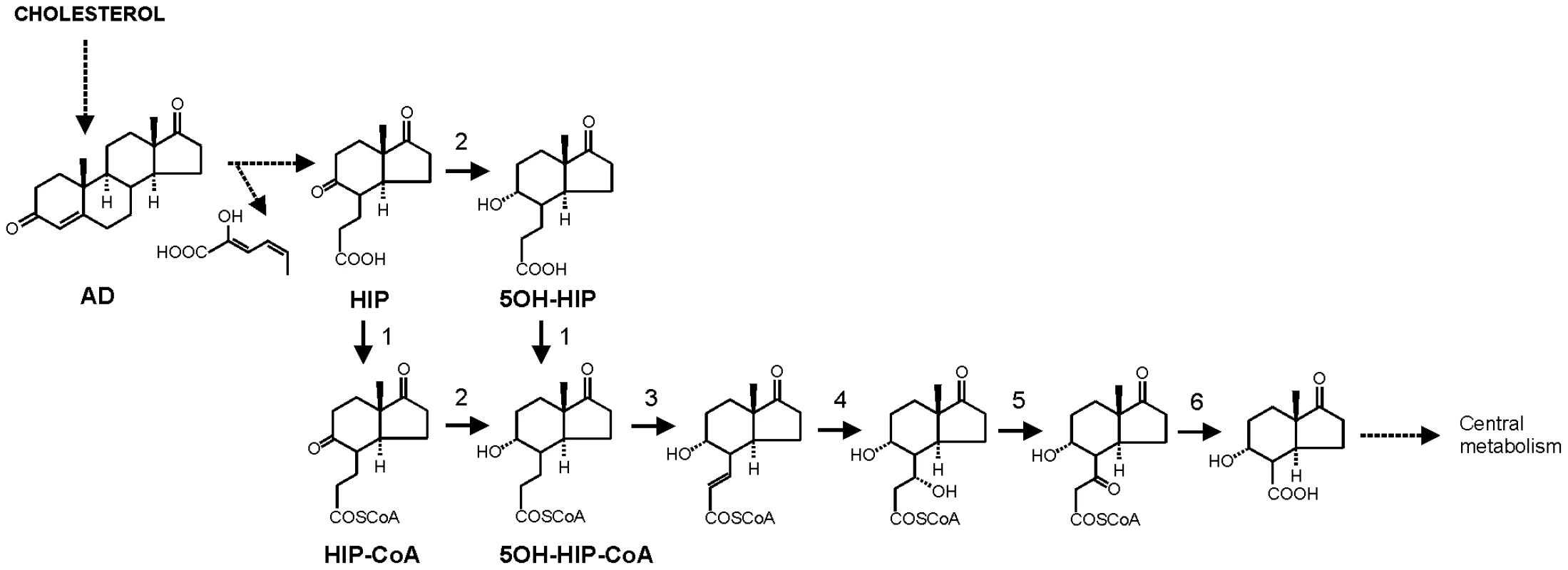 Proposed pathway of 4-androstene-3,17-dione (AD) degradation via β-oxidation of methylhexahydroindanone propionate intermediates 3aα-H-4α(3′-propionic acid)-7aβ-methylhexahydro-1,5-indanedione (HIP) and 3aα-H-4α(3′-propionic acid)-5α-hydroxy-7aβ-methylhexahydro-1-indanone (5OH-HIP) by <i>Rhodococcus equi</i>.