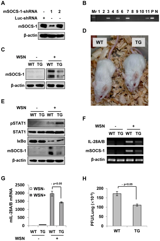 Silencing SOCS-1 causes a significant reduction of IFN-λ expression in transgenic mice during IAV infection.