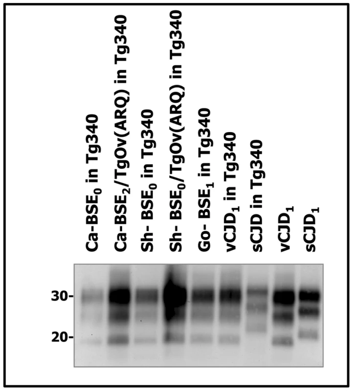 Western blots analysis of PrP<sup>res</sup> in the brains of tg340 mice infected with human, bovine, ovine and goat isolates.