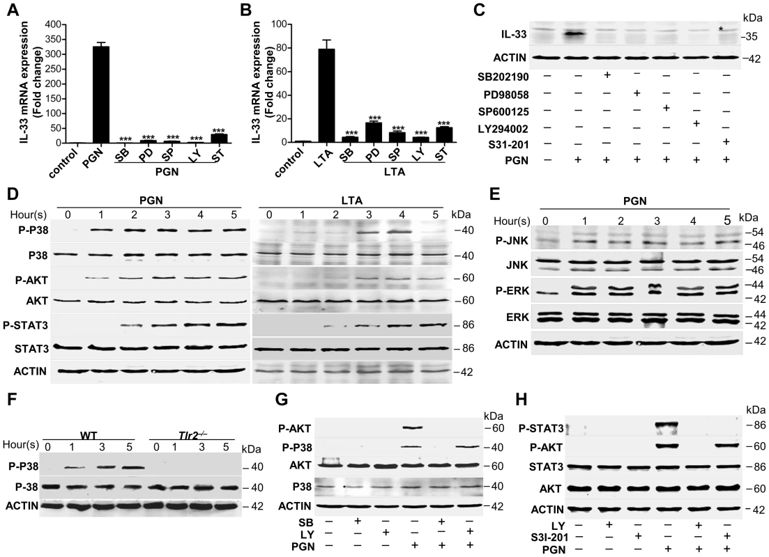 <i>Staphylococcus aureus</i> activates MAPKs-AKT-STAT3 signaling to induce IL-33.