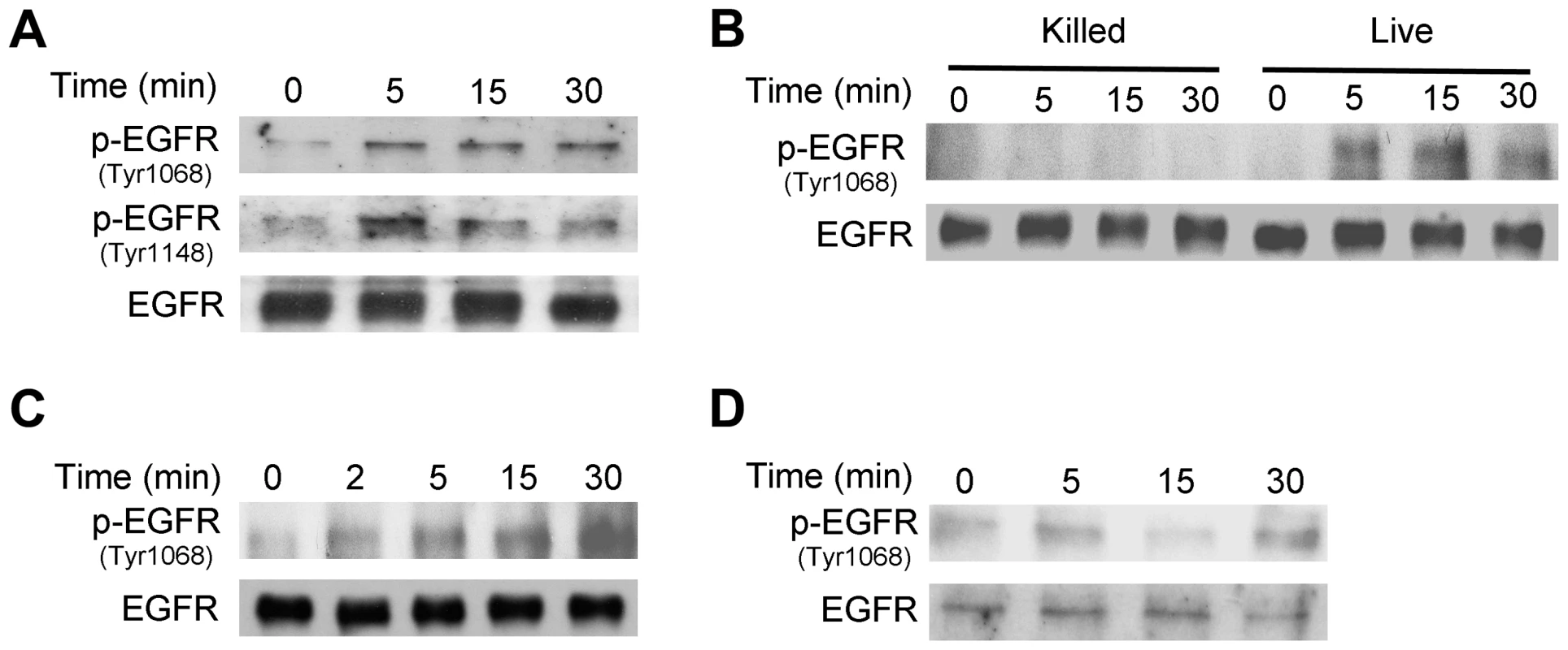 <i>T. gondii</i> infection induces EGFR activation in mammalian cells.
