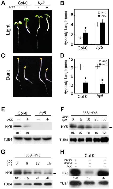 HY5 is required for ethylene-promoted hypocotyl growth in the light.