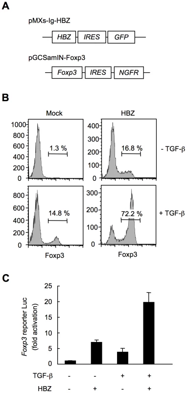 HBZ directly induces Foxp3 expression in CD4<sup>+</sup> T cells.