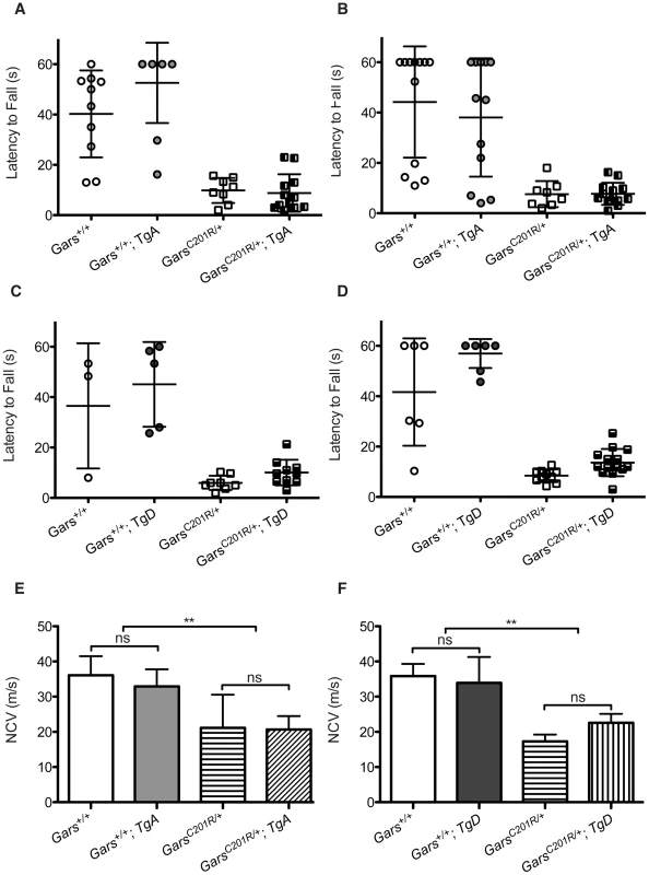 Wire hanging deficits in <i>C201R/+</i> mice are not improved by over-expression of <i>GARS</i>.