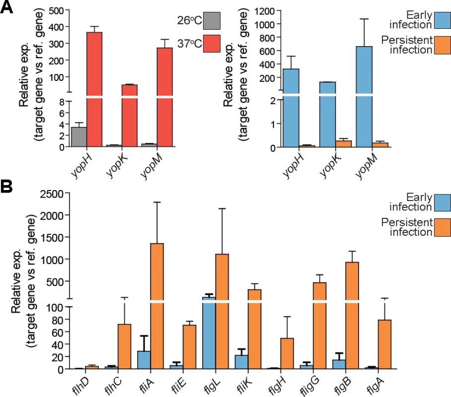 T3SS genes and flagellar genes are differentially regulated during persistent infection.