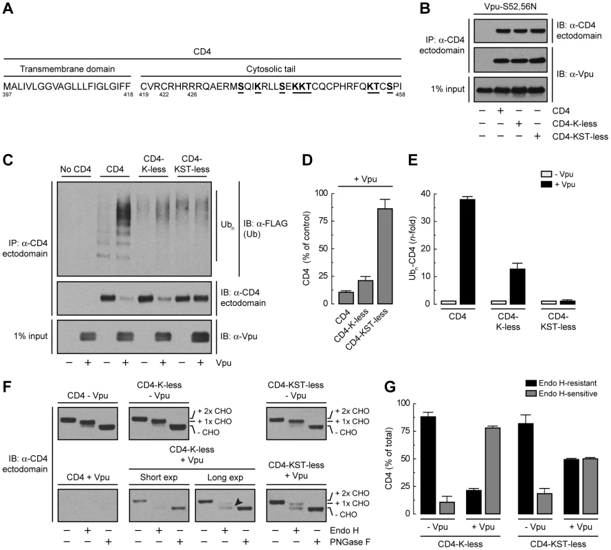 Requirement of lysine and serine/threonine residues in the cytosolic tail of CD4 for ubiquitination, degradation and ER retention.