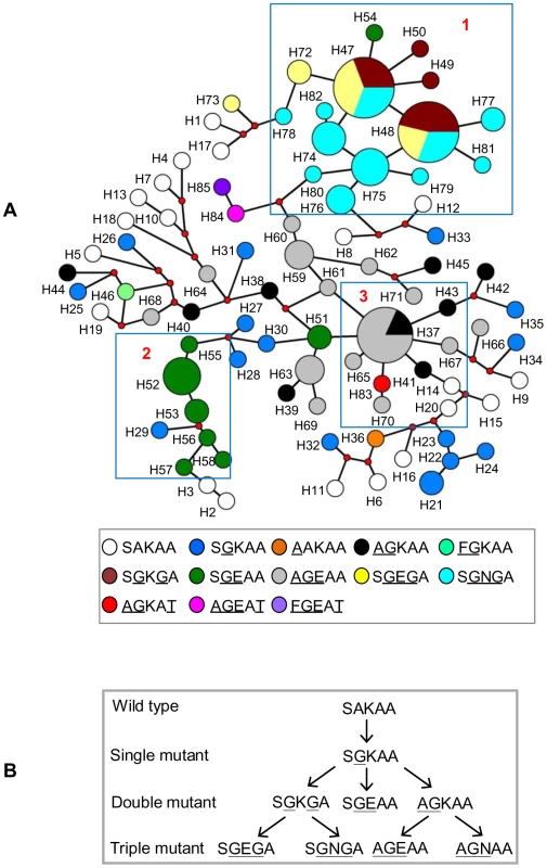 Genetic relationships among <i>dhps</i> alleles in Cambodia.