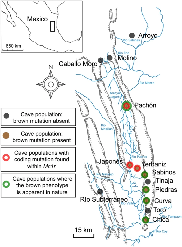 Schematic map and localities of cave and Surface populations of the Mexican tetra, <i>Astyanax mexicanus</i>.