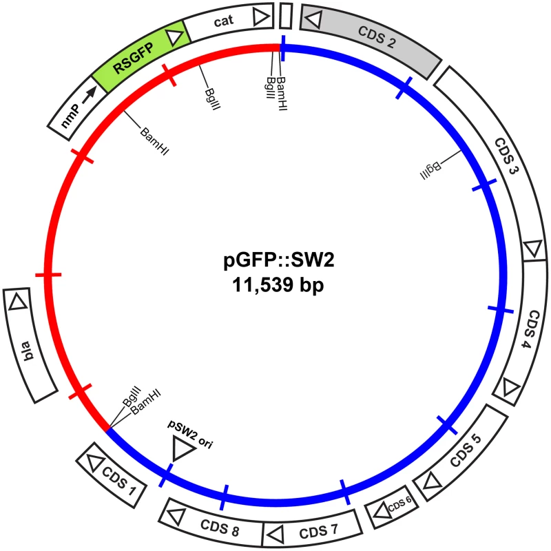 Map of the plasmid vector pGFP::SW2.