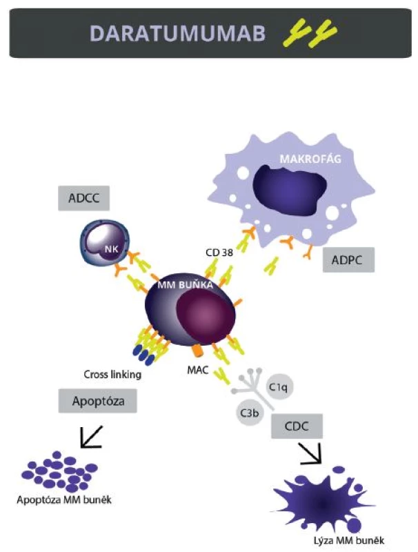 Mechanismus účinku daratumumabu
Daratumumab indukuje smrt myelomových buněk několika mechanismy: 1. ADCC (antibody dependent cellular cytotoxicity), 2. CDC (complement dependent cytotoxicity), 3. ADCP (antibody-dependent cellular phagocytosis), 4. přímá indukce apoptózy v myelomových buňkách.