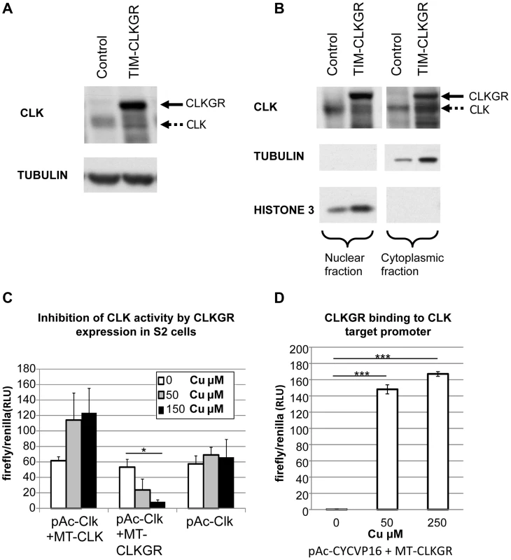 CLKGR is present in the nucleus, and competitively inhibits CLK function.