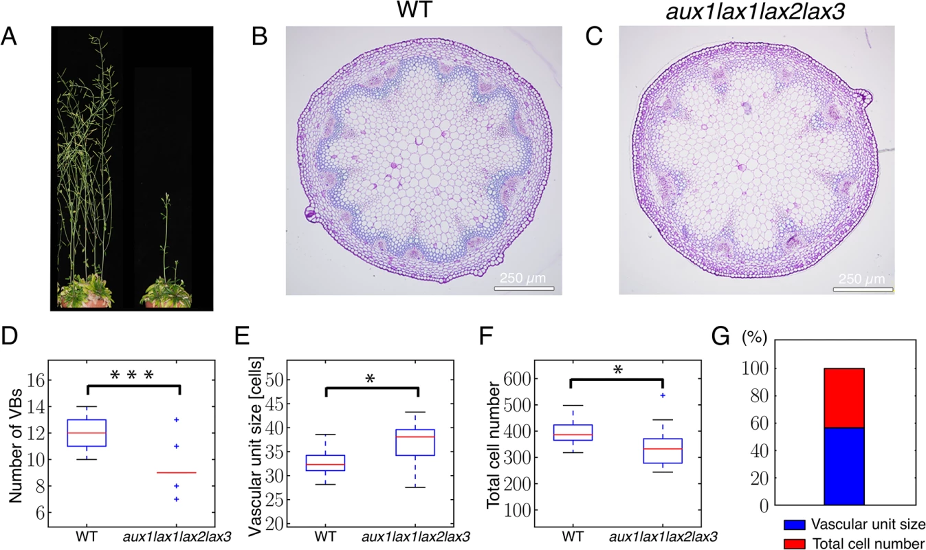 Auxin influx carrier quadruple mutants show fewer vascular bundles in the inflorescence stem due to an increased spacing of vascular bundles and to a decreased number of cells in the provascular ring.