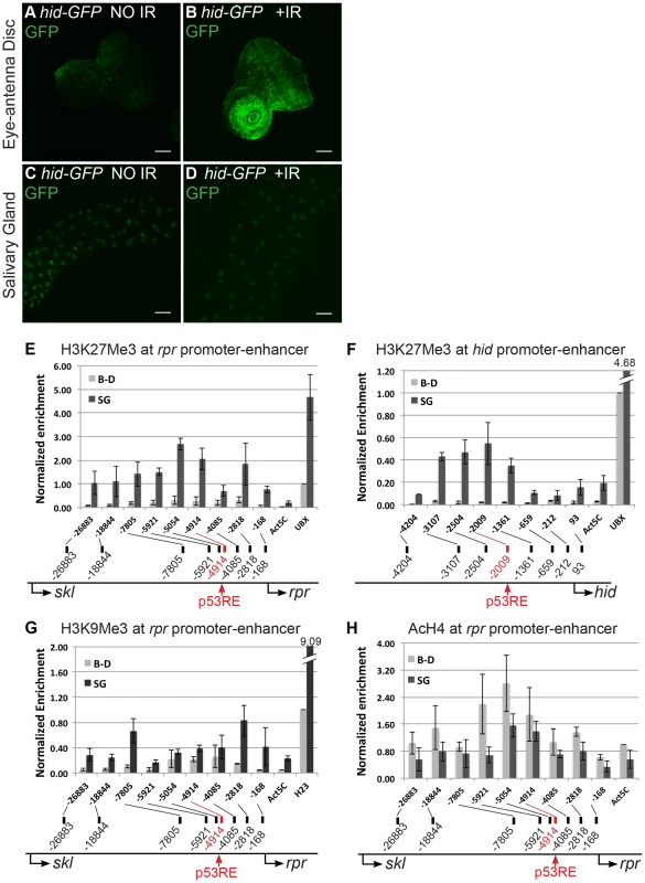 Pro-apoptotic genes at the H99 locus are transcriptionally silent and have repressive chromatin marks in endocycling cells.