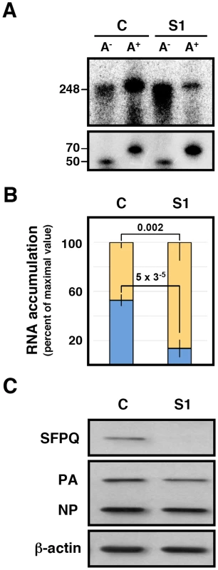 Dependence of SFPQ/PSF for the <i>in vitro</i> polyadenylation of transcripts.