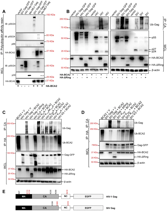 BCA2 induces the ubiquitination of retroviral Gag proteins.