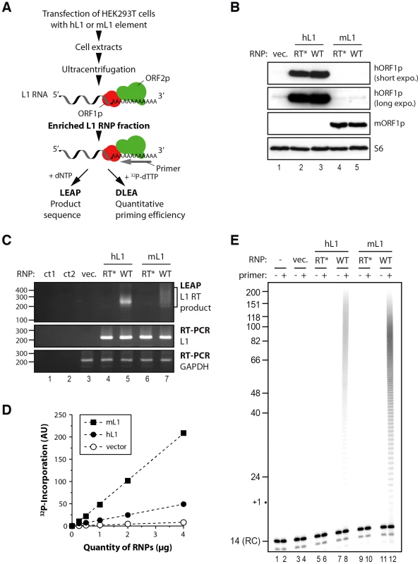Initiation of L1 reverse transcription by native L1 RNPs.