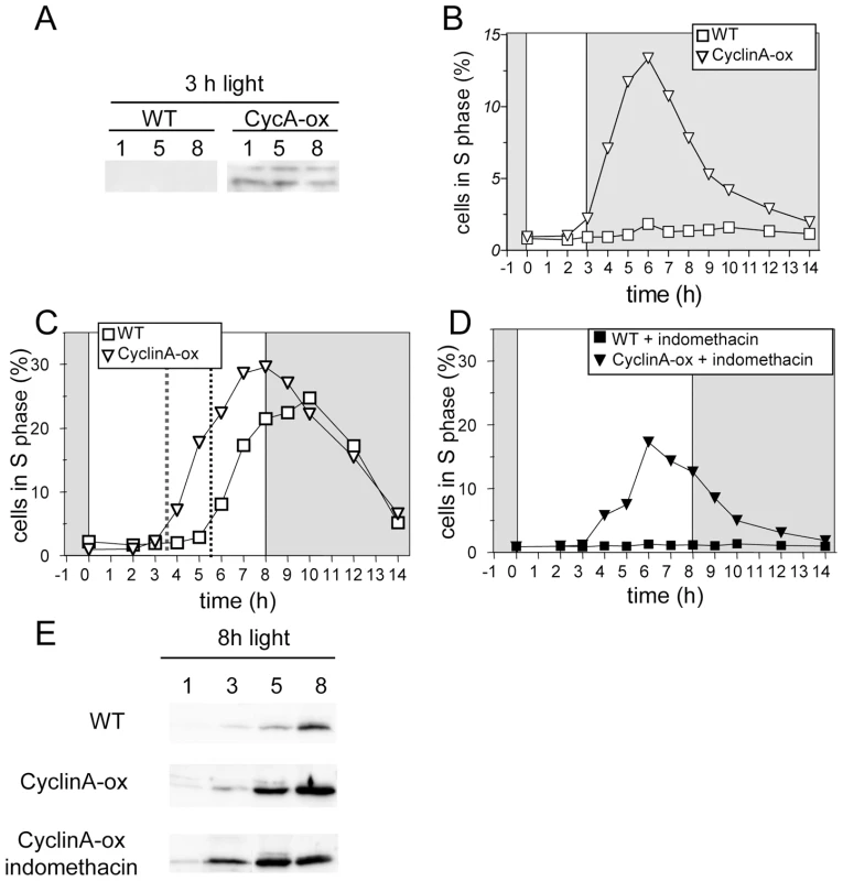 CyclinA overexpression induces S phase entry with an earlier timing in limiting conditions.