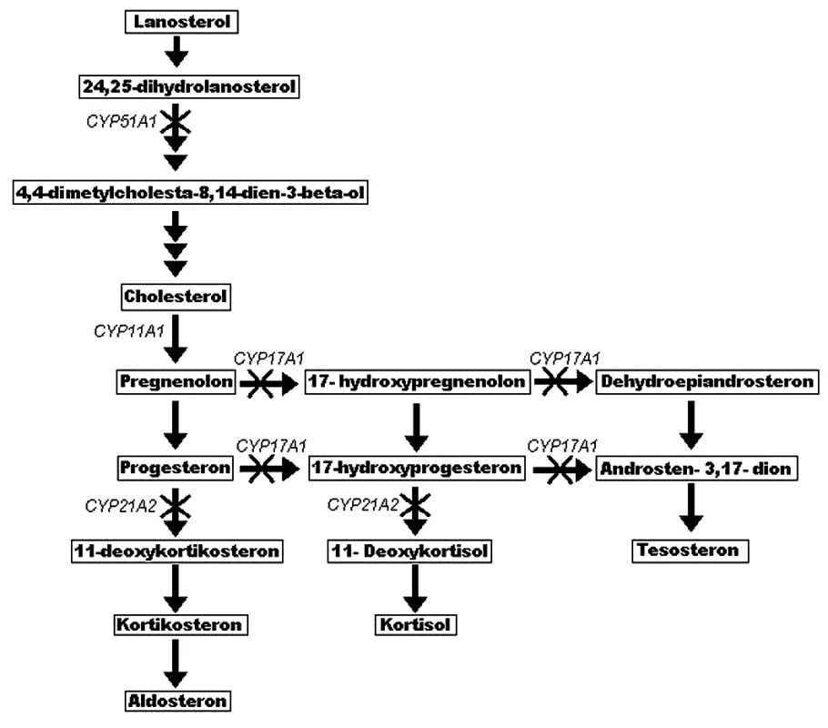 Schéma steroidogeneze a její poruchy u pacientů s mutací genu POR