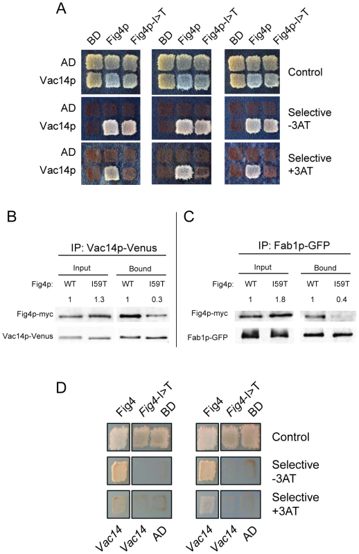 Impaired interaction of FIG4-I41T mutant protein with VAC14 and reduced co-immunoprecipitation with FAB1.