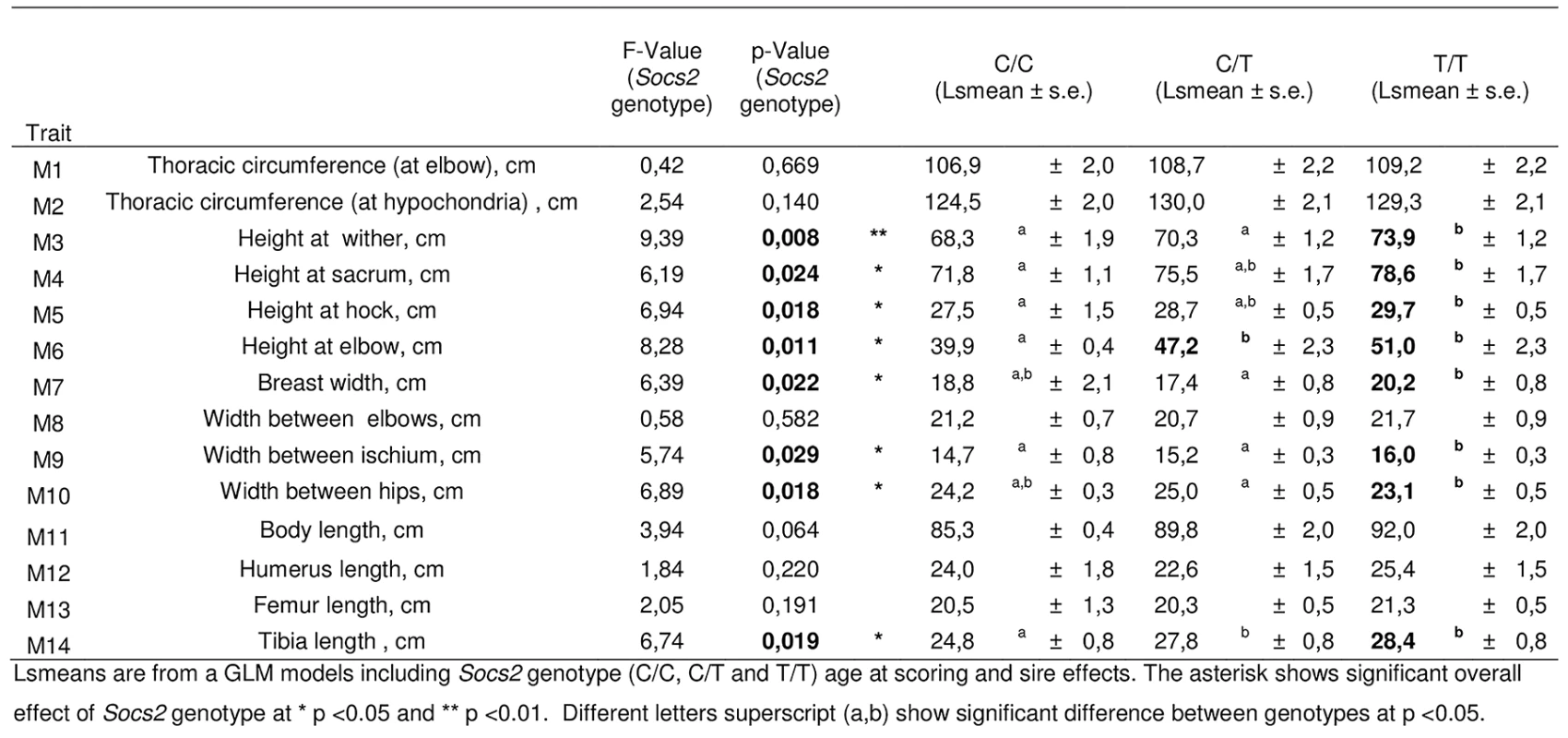 Effect of <i>Socs2</i> genotype on body size in eighteen sheep.
