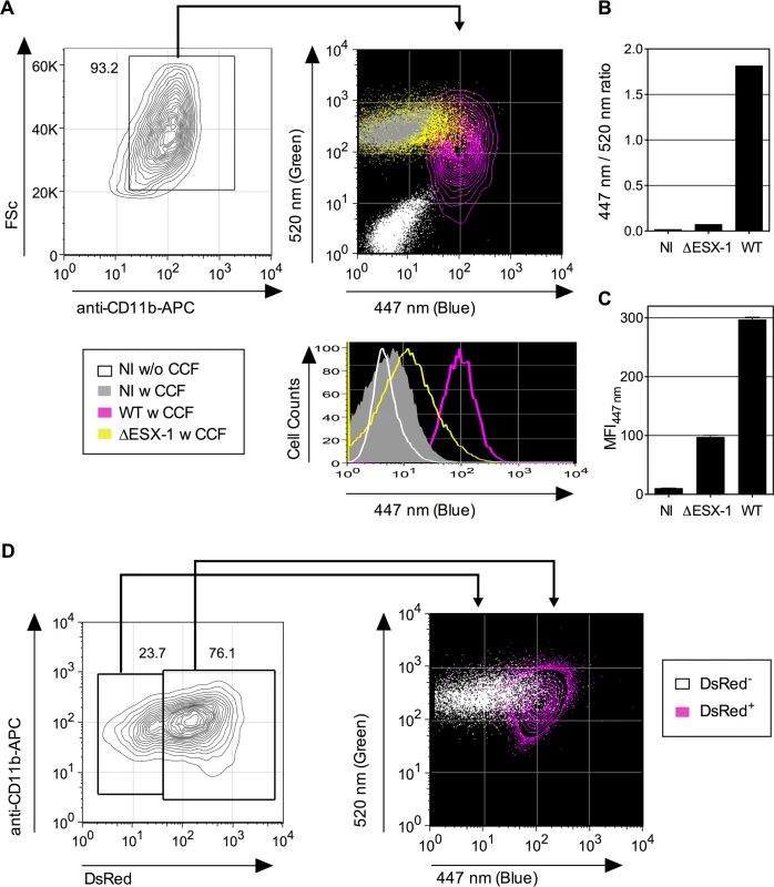 Detection of <i>Mtb</i>-mediated phagosome disruption by flow cytometry.