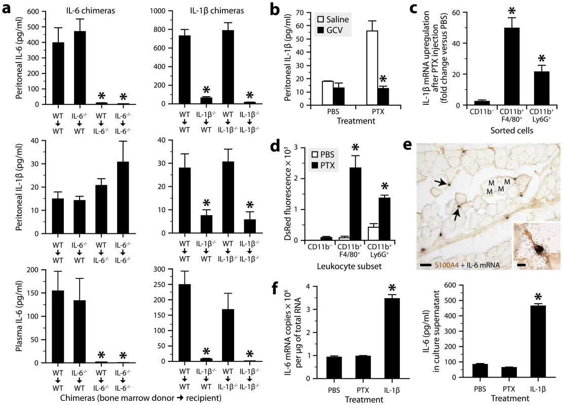 Radiosensitive peritoneal macrophages and neutrophils respond to PTX by producing IL-1β, which stimulates IL-6 production by radioresistant stromal cells.