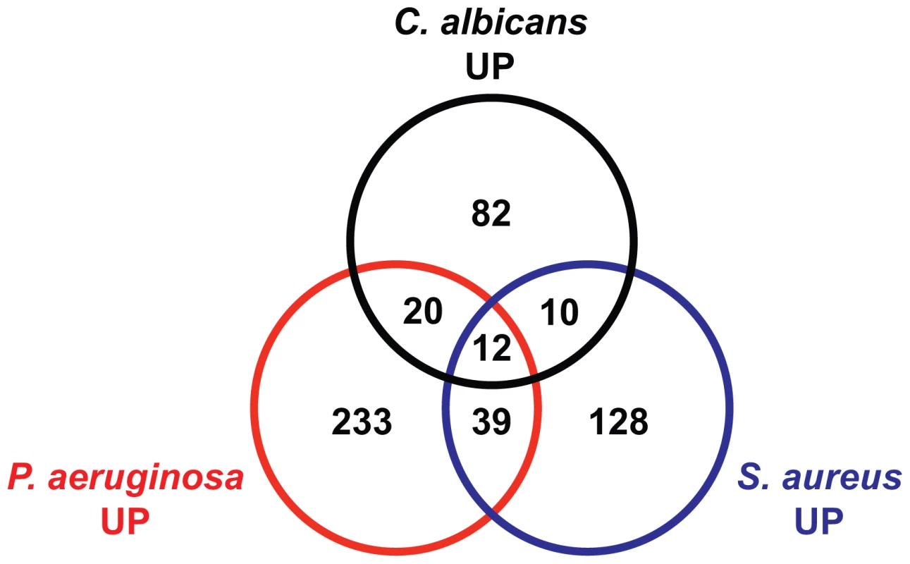 The transcriptional responses to <i>C. albicans</i> and bacteria comprise specific and overlapping gene sets.