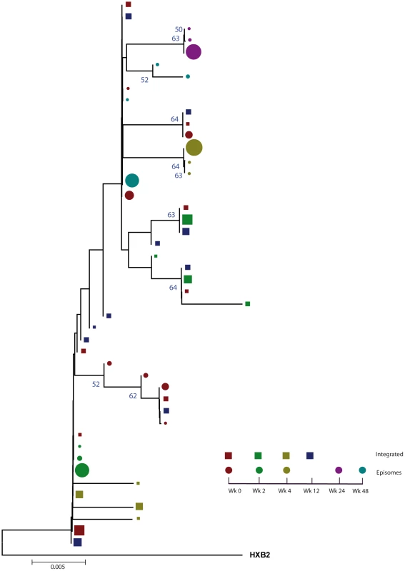 Phylogenetic tree of patient 2.