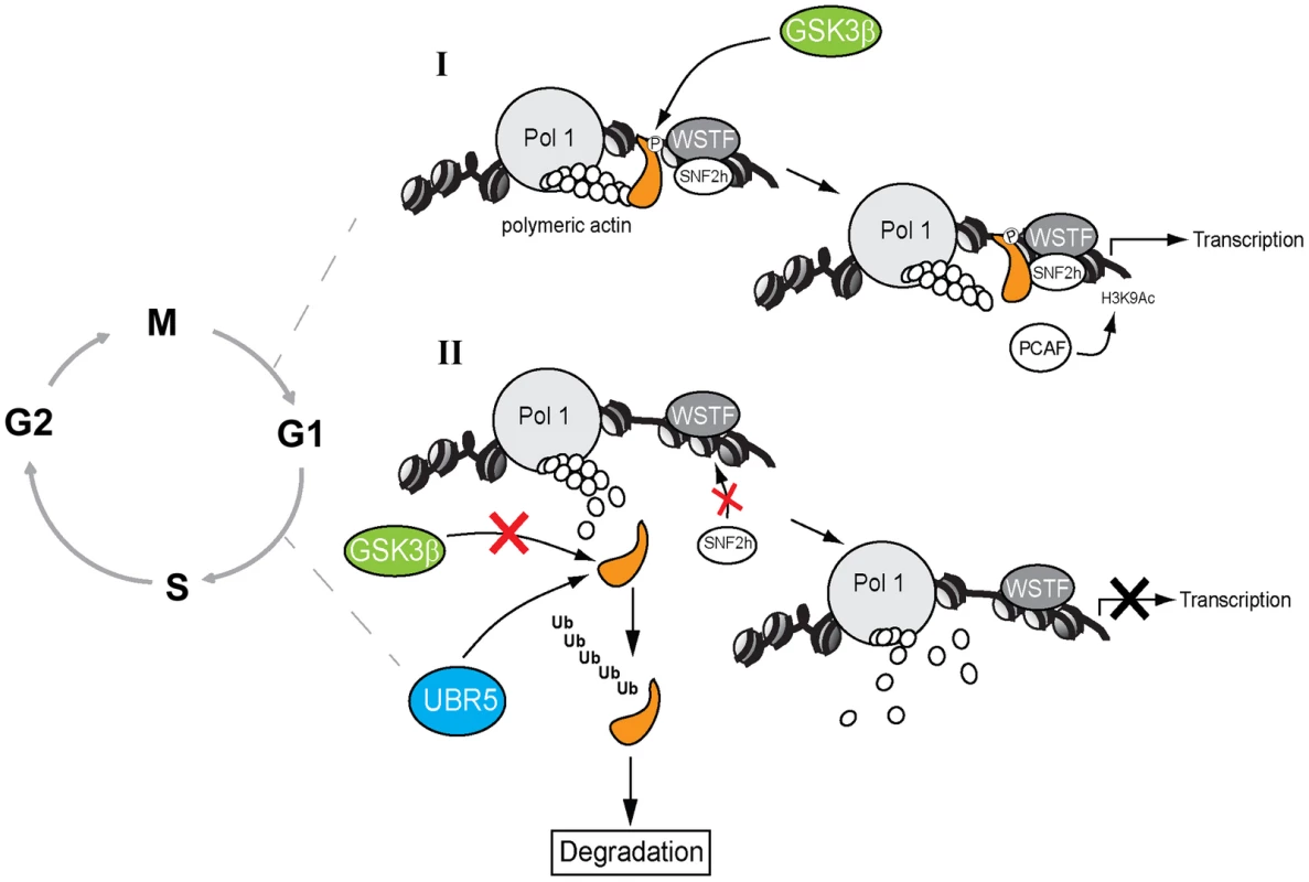 A speculative model in which GSK3β phosphorylates the NM1 C-terminal tail at G1.