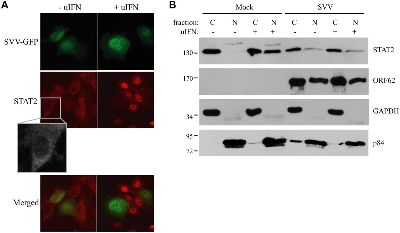IFN-induced nuclear translocation of STAT is blocked in SVV-infected cells.