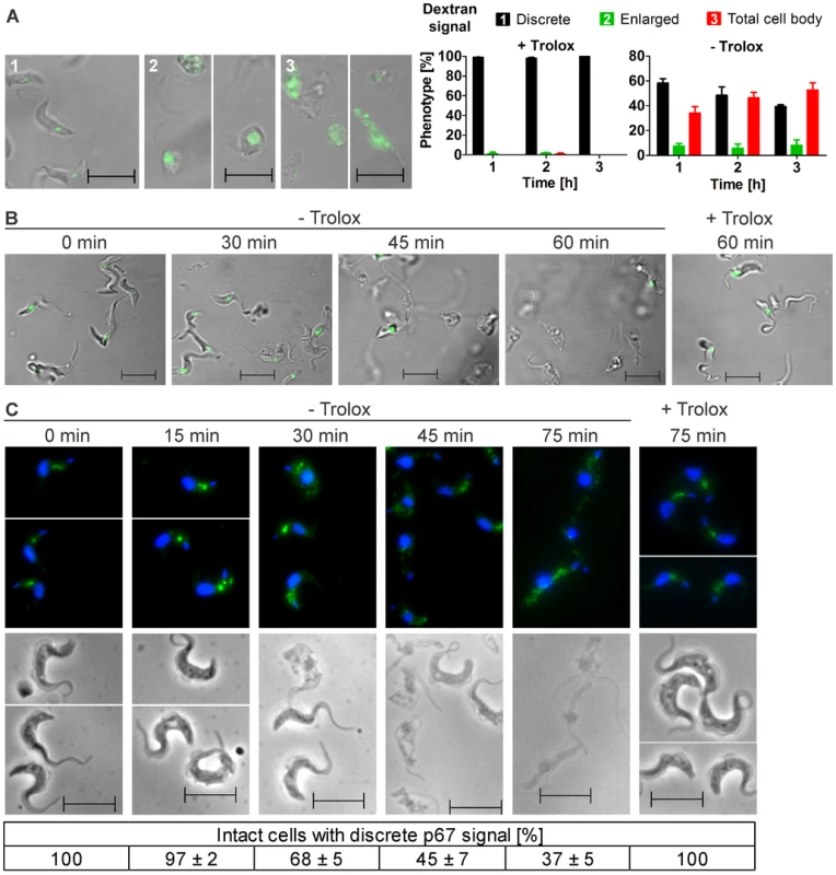 Withdrawal of Trolox results in morphological changes of the <i>px I–II</i><sup>−/−</sup> BS cells.