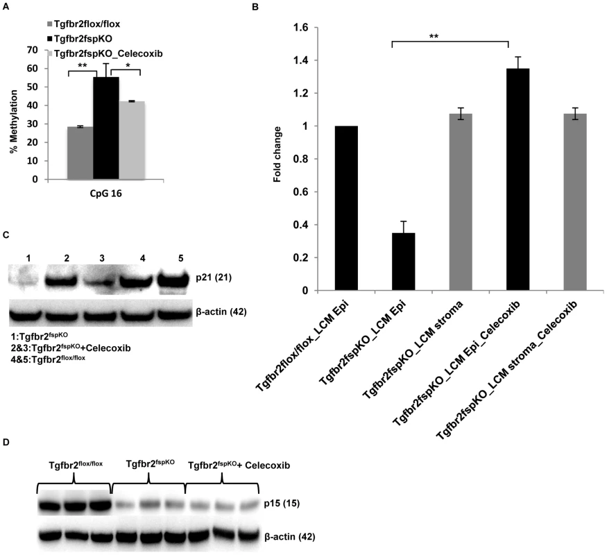 Anti-inflammation decreases promoter methylation and restores <i>p21</i> expression.
