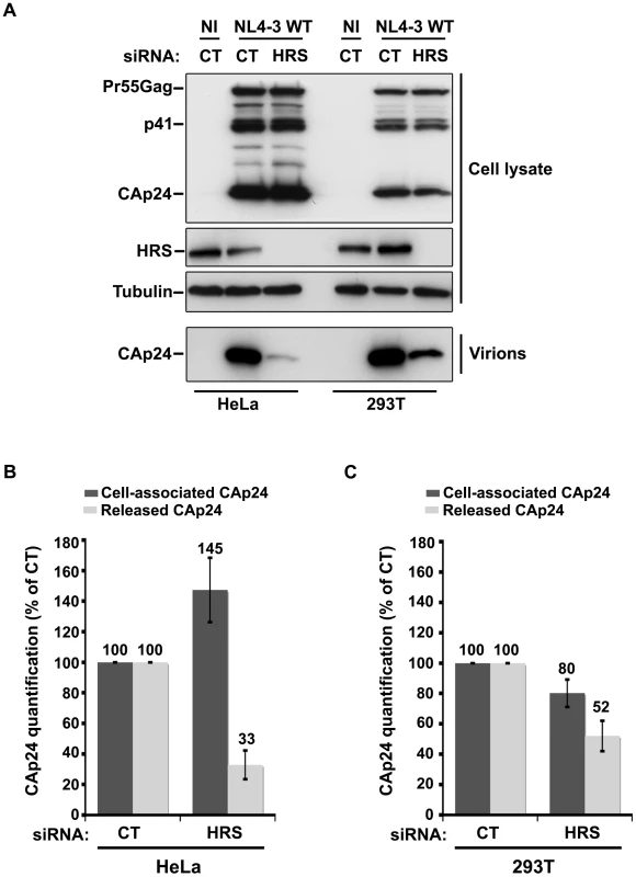 Effect of HRS depletion on the release of HIV-1 particles from non-restrictive HEK 293T cells.